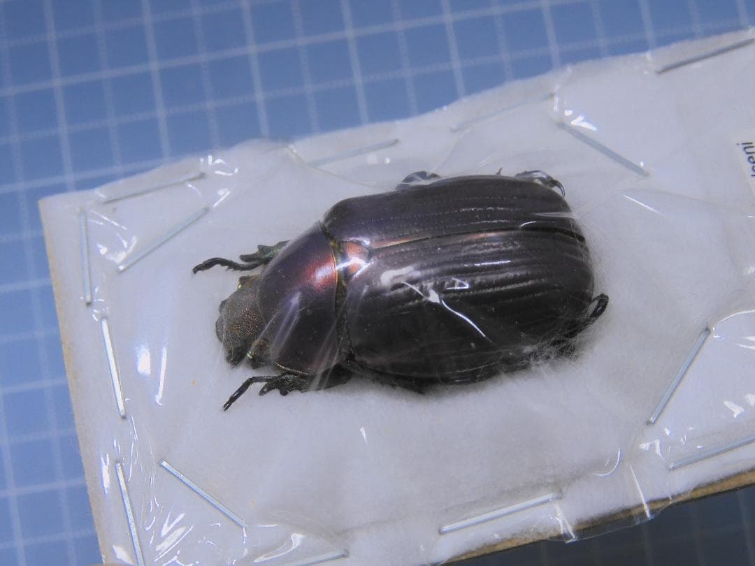 メキシコ産　ポールセンキンイロコガネ　28mm