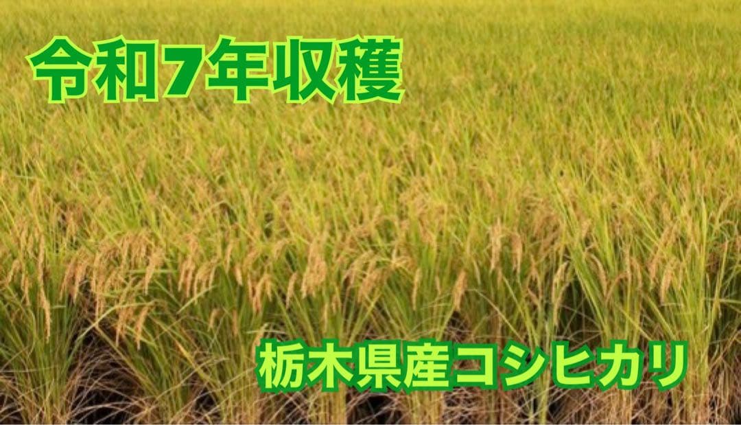 米 10キロ 栃木県産コシヒカリ