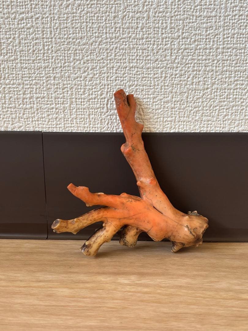 ピンク珊瑚 原木
