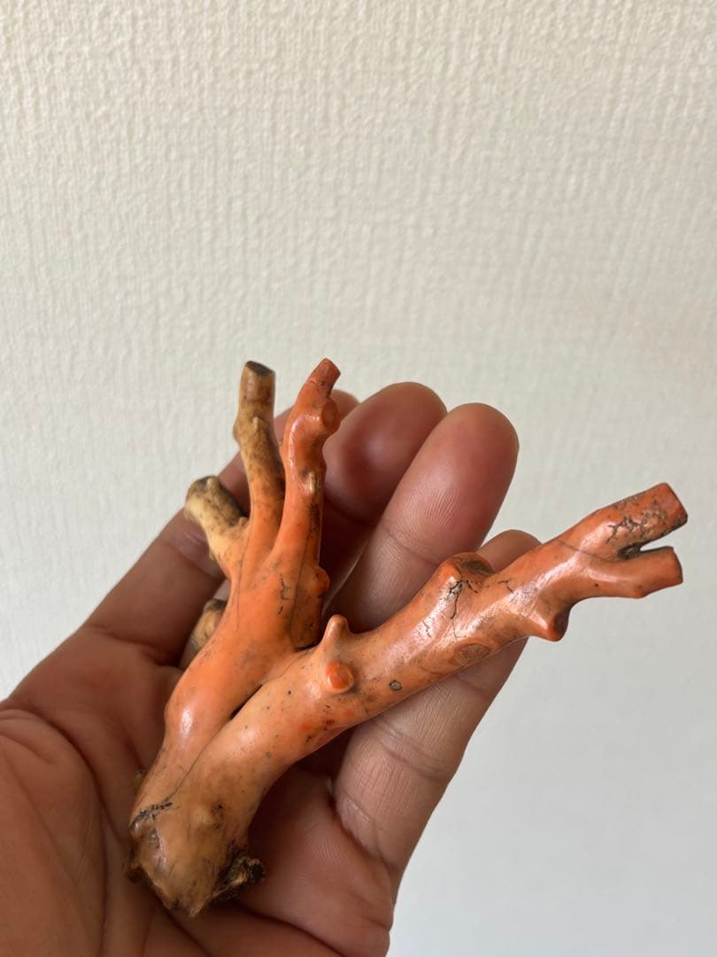 ピンク珊瑚 原木