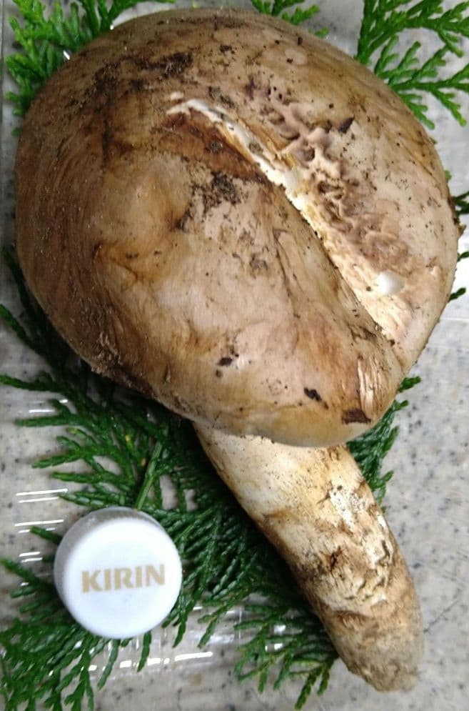 63.南信州産松茸約159g約18cm