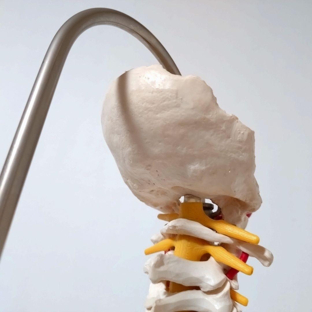 3B Scientific　人体模型　脊柱・脊椎骨　脊柱可動型モデル　骨格標本