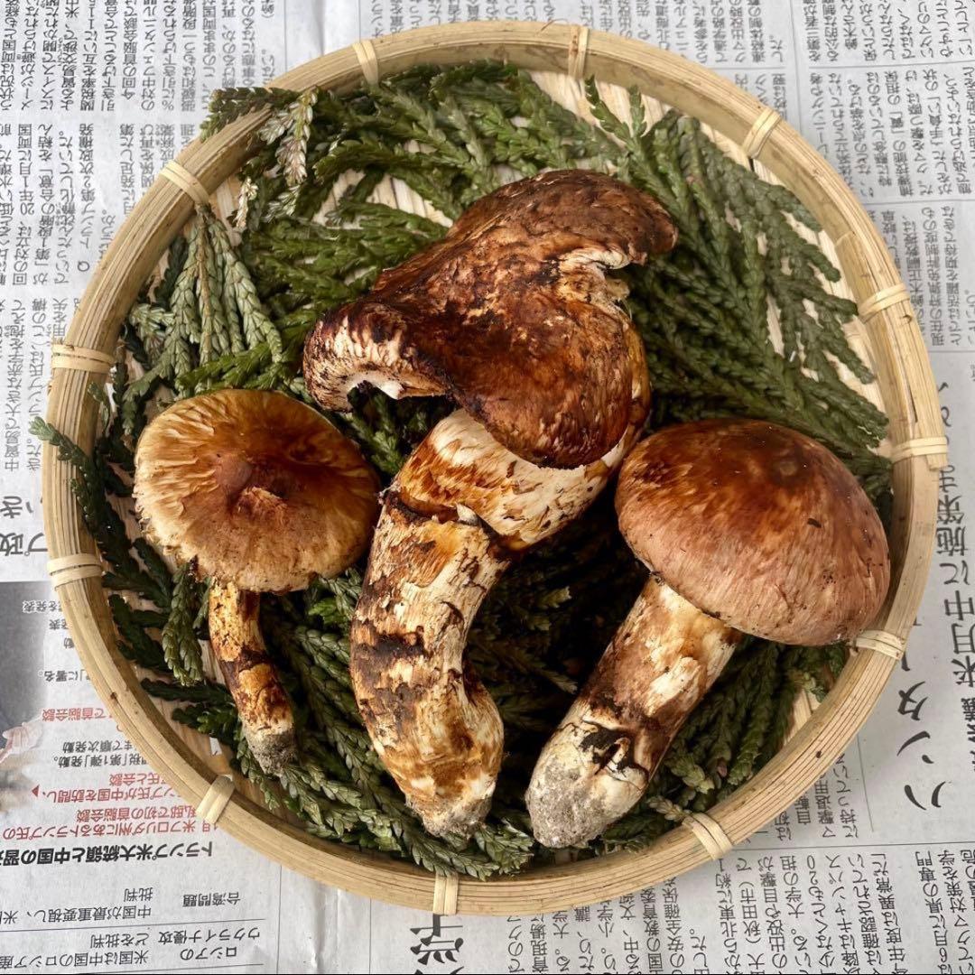 天然きのこ 松茸 国産 マツタケ まつたけ 大自然の凛さん採取その212