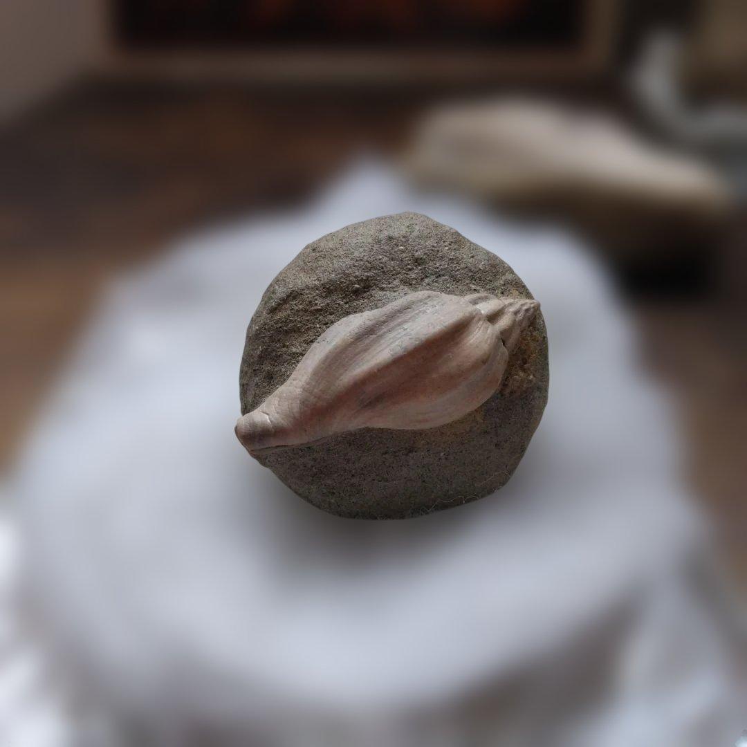 美術 デッサン用 極美品 Fulgoraria化石 500万年前 高知産