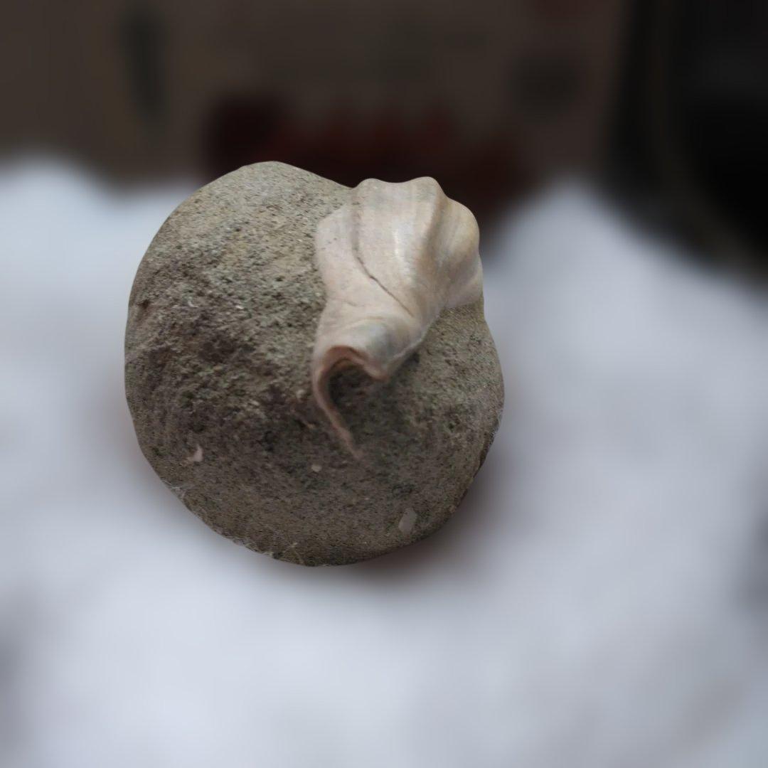 美術 デッサン用 極美品 Fulgoraria化石 500万年前 高知産