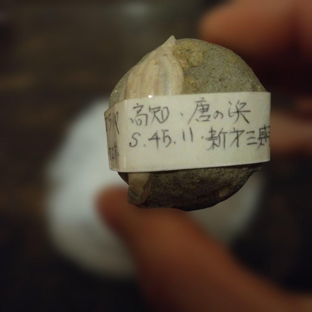 美術 デッサン用 極美品 Fulgoraria化石 500万年前 高知産