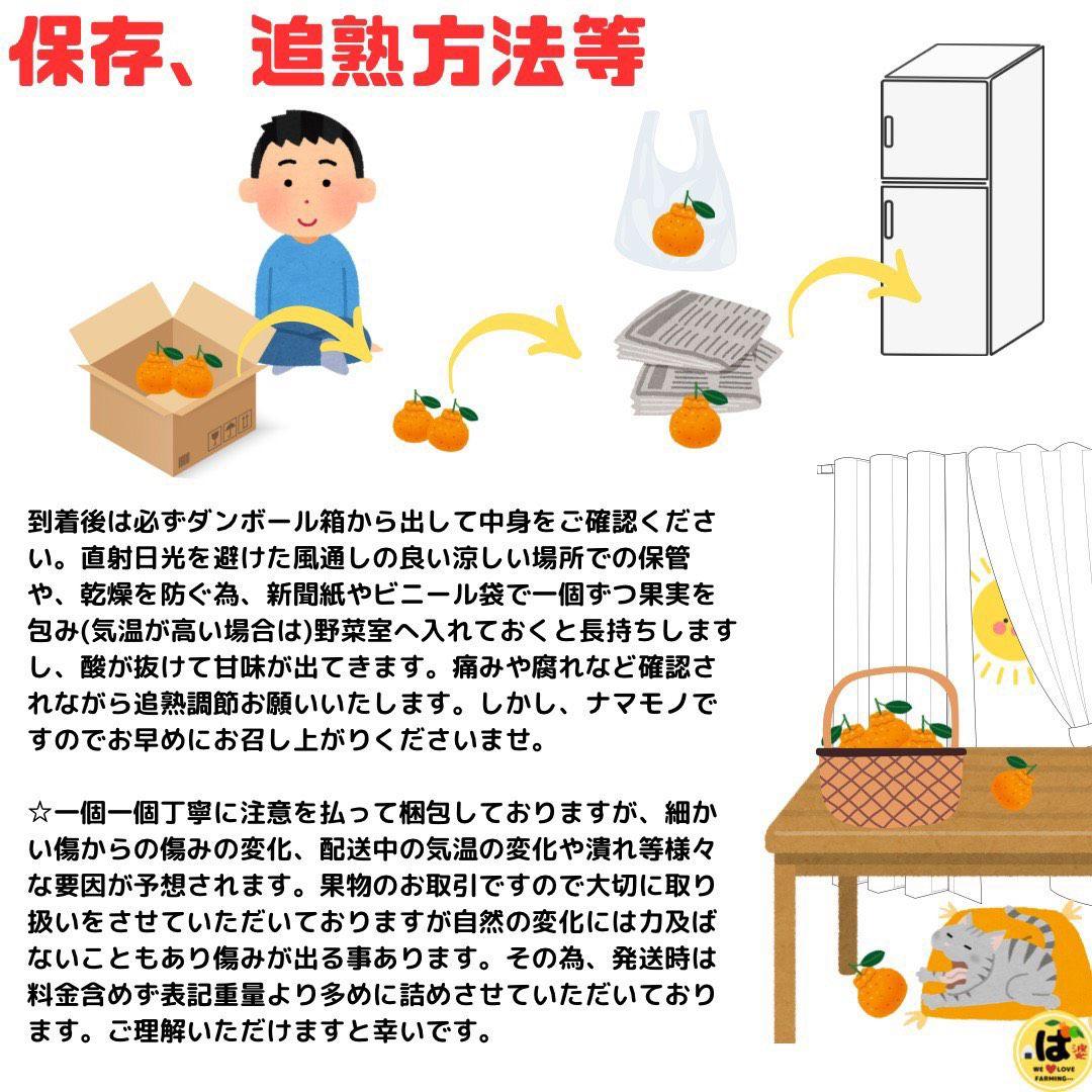※確認用　大玉MIX箱込み4.5kg以上【ハウス栽培　不知火　デコポン　肥の豊】