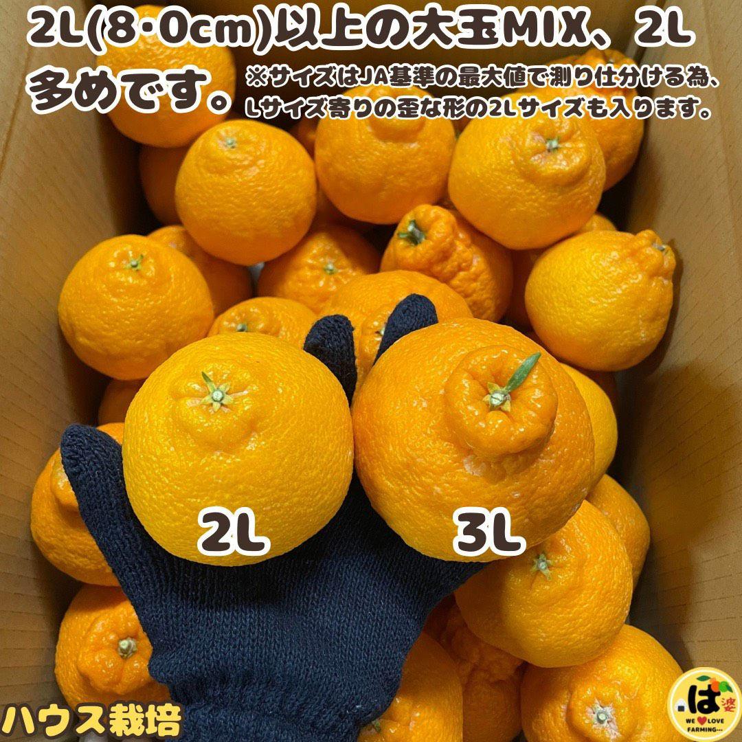 ※確認用　大玉MIX箱込み4.5kg以上【ハウス栽培　不知火　デコポン　肥の豊】