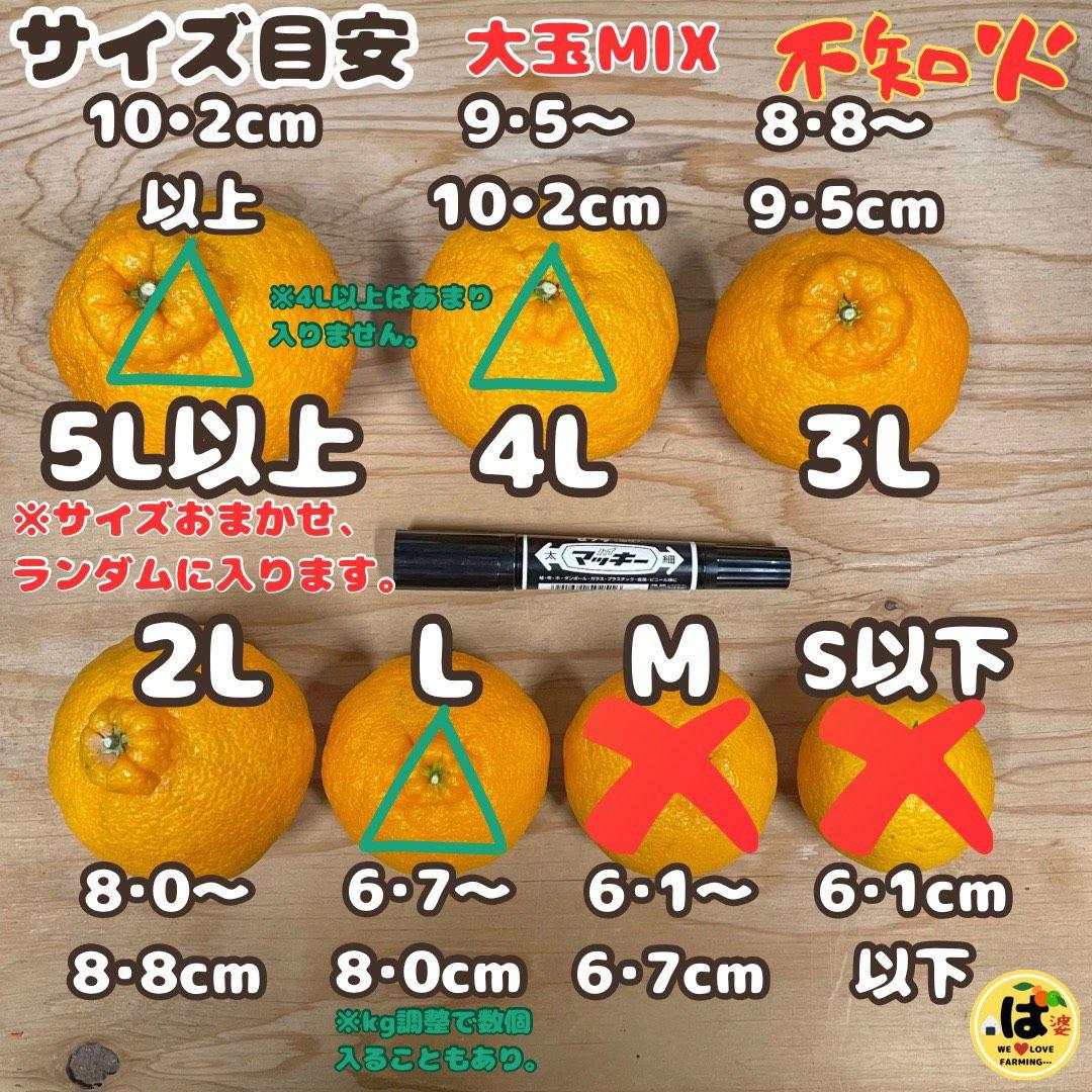 ※確認用　大玉MIX箱込み4.5kg以上【ハウス栽培　不知火　デコポン　肥の豊】