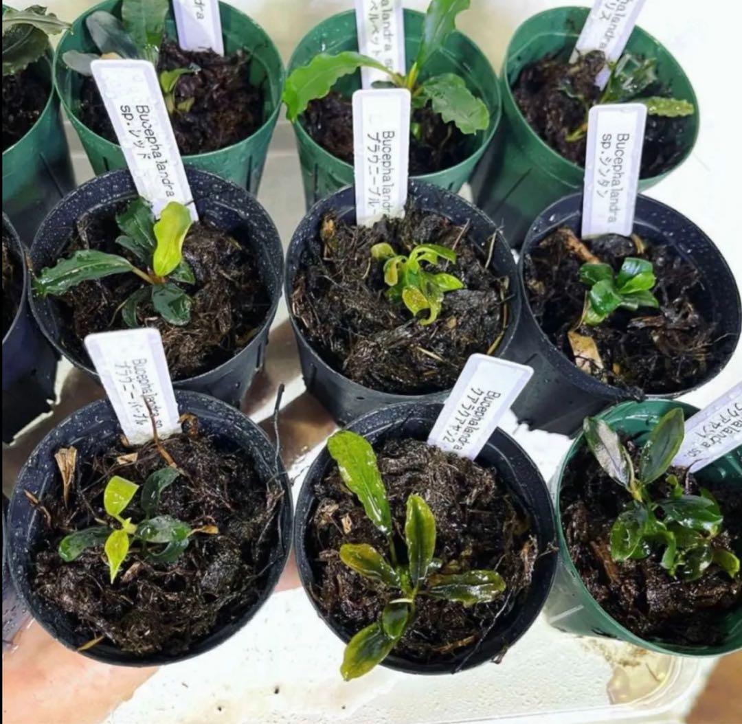 ◆特◆ブセファランドラSP.よりどり15セット（良株） #ブセさかな屋 クダ