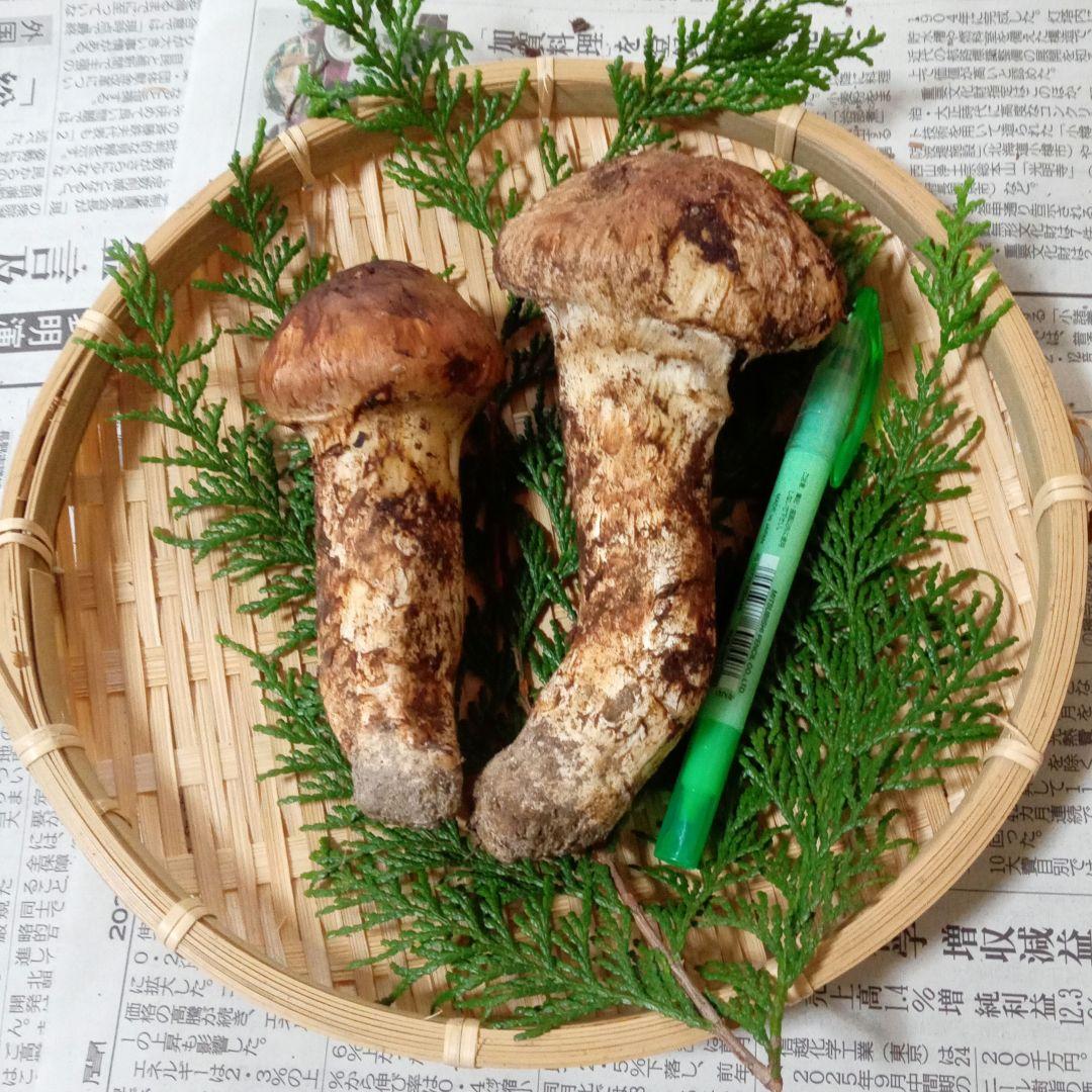 長野県産　松茸　167g　①