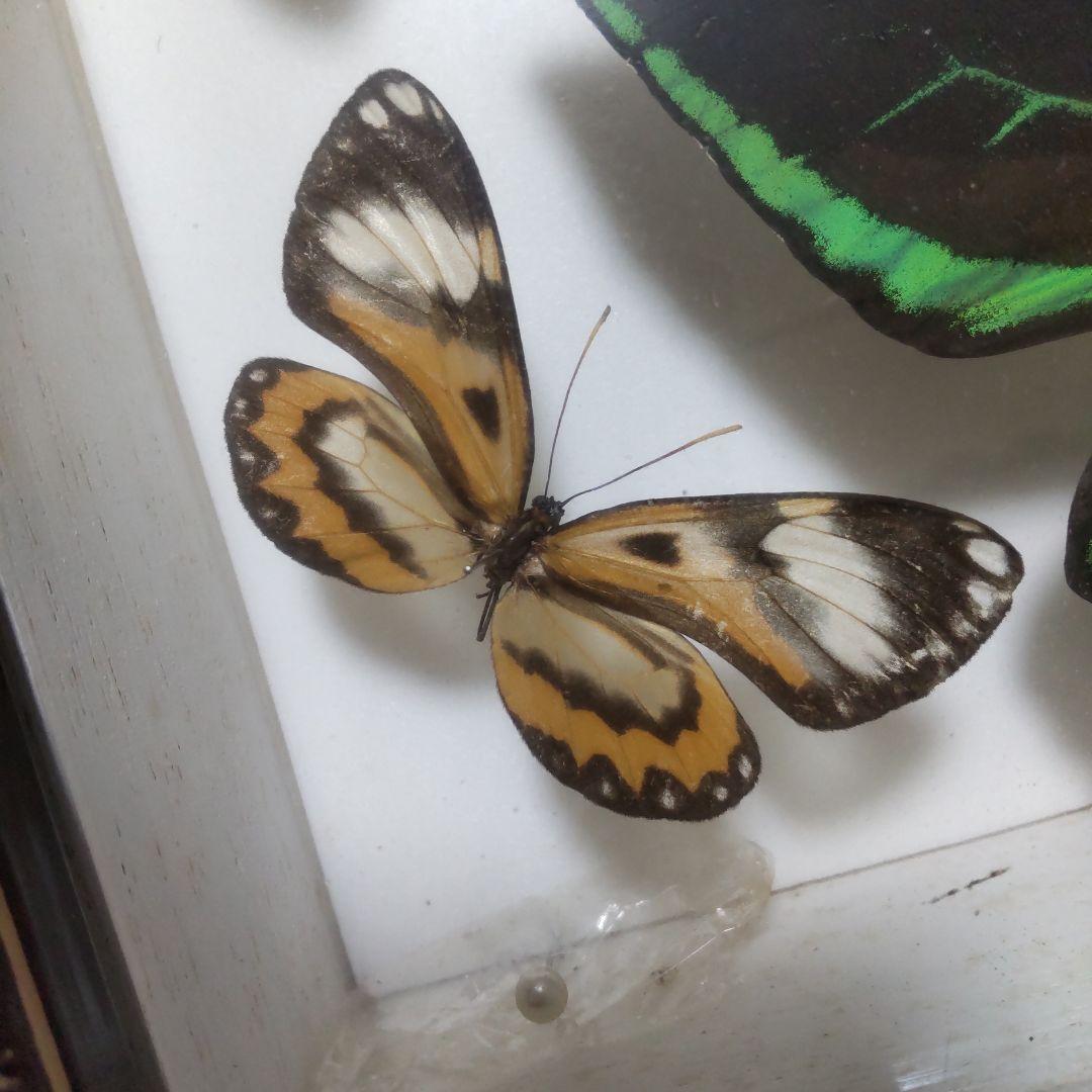 やっちゃん　メガネトリバネアゲハ　スルコウスキーモルフォ蝶　蝶の標本