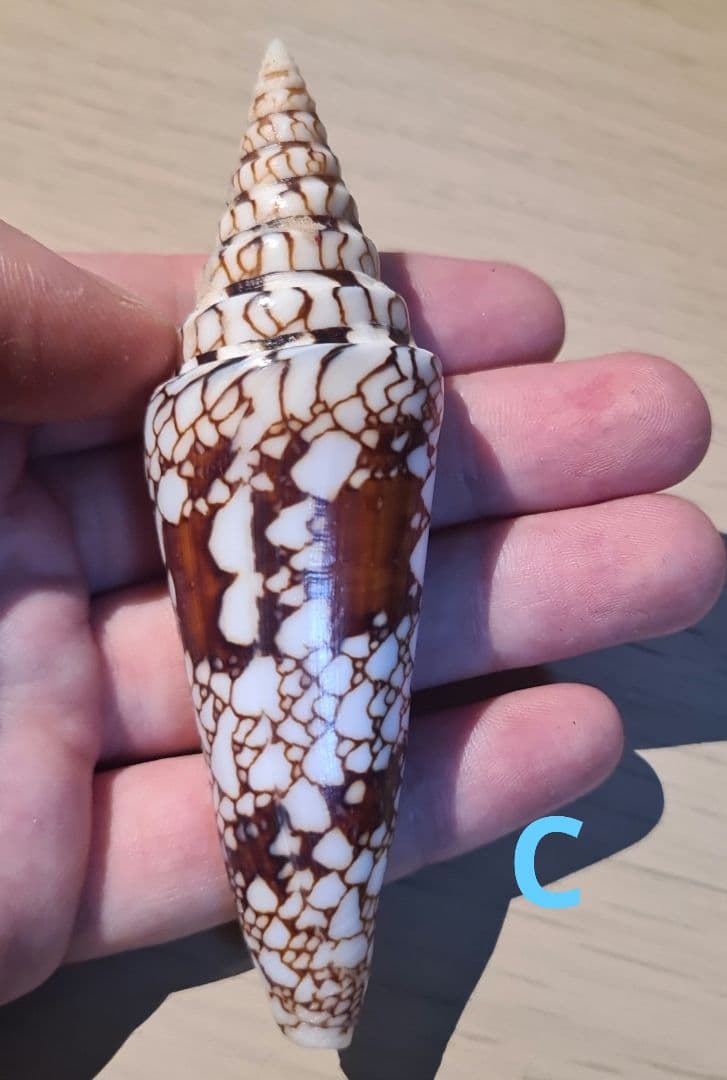 貝殻 イモガイ \"Milneedwardsii” 赤と白いストライプ