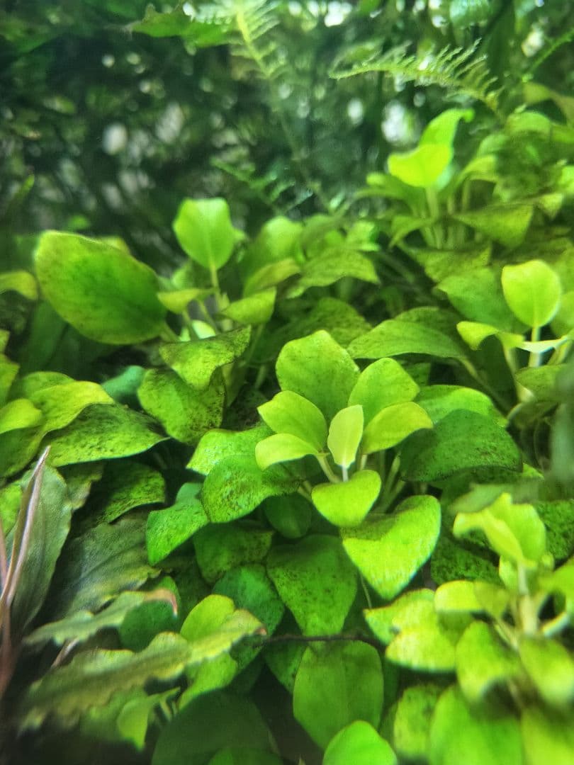 アヌビアスナナプチ