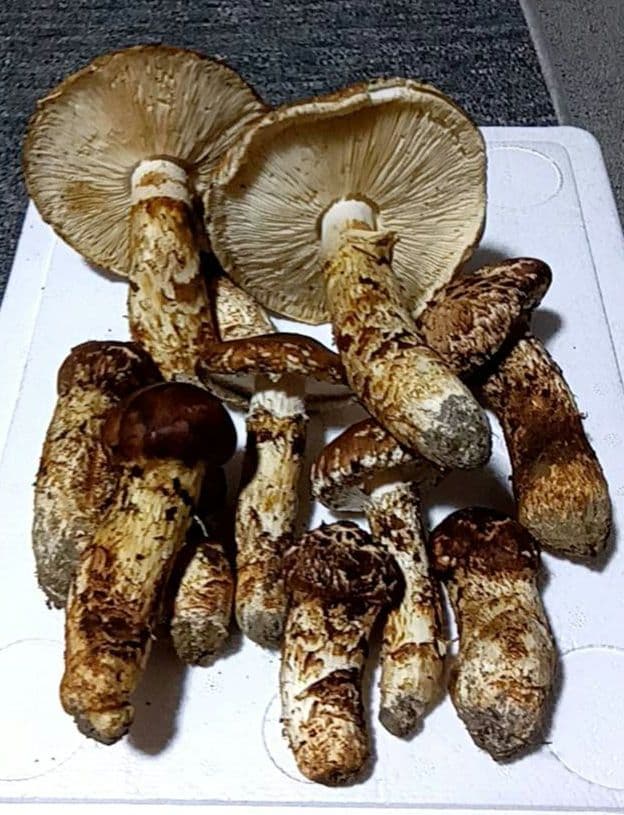 国産松茸（宮城県産） 729g　11本　10/14収穫