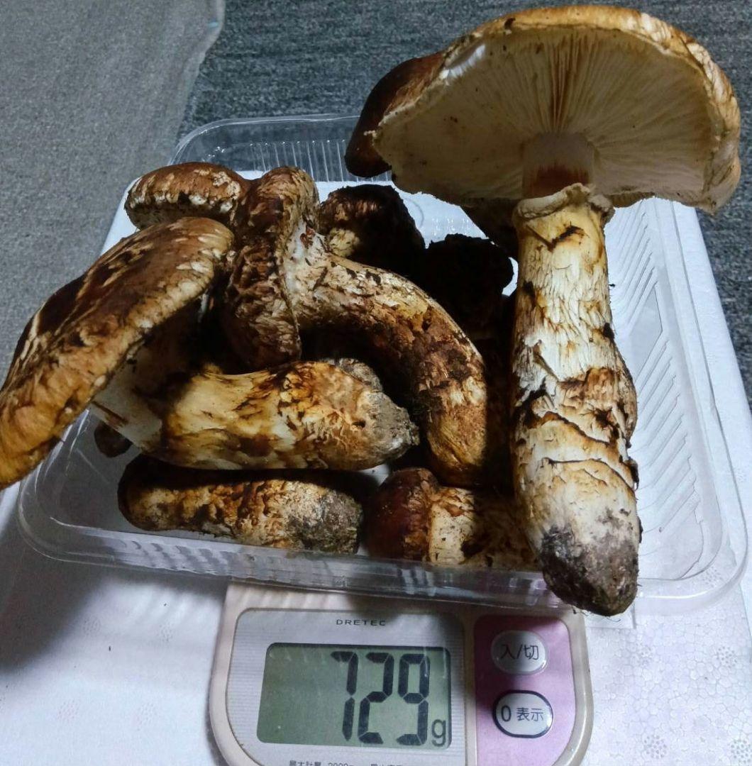 国産松茸（宮城県産） 729g　11本　10/14収穫