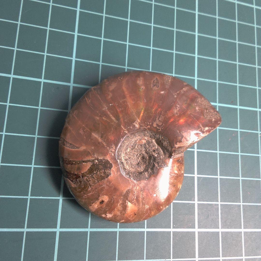 小物１ アンモナイト化石 光沢あり