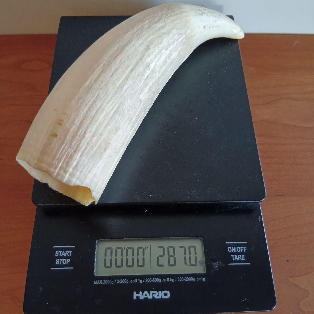 マッコウクジラ　歯　16cm　287g　印材　根付　工芸品　美品