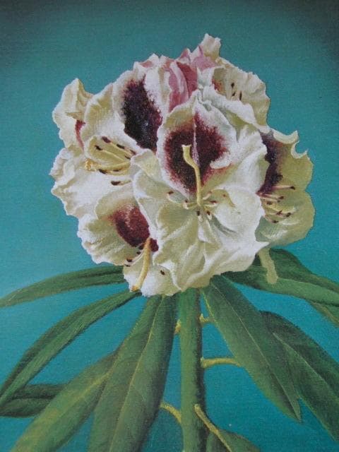 奥谷博、「石南草」、希少な額装用画集より、新品高級額装付