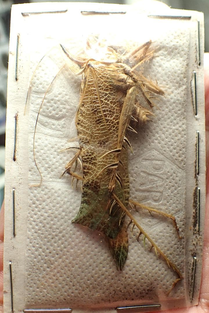 南米のサルオガセギス