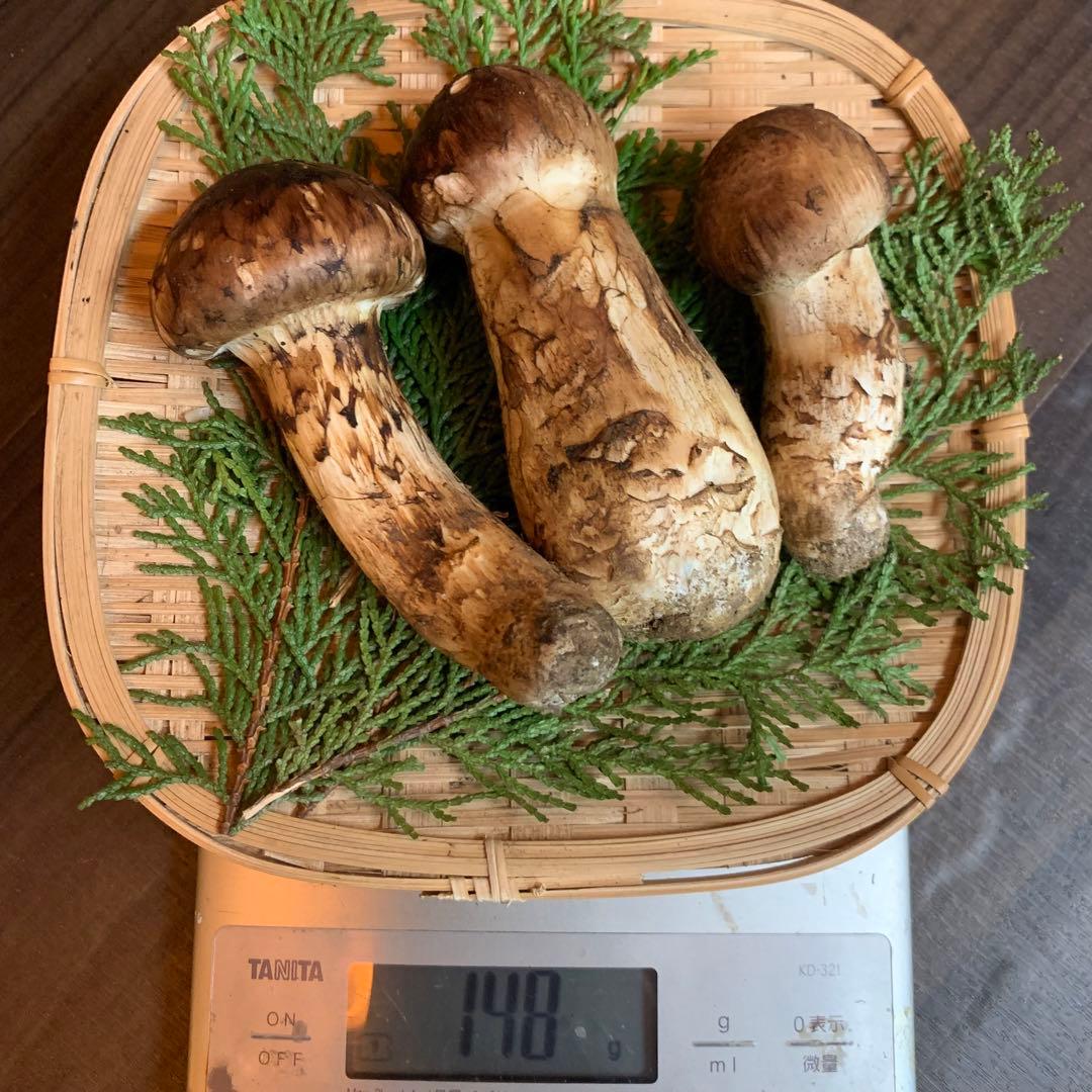 ⑦秀品【岩手県産天然松茸】収穫最終　国産本場　つぼみ採れたて　産地直送　148g