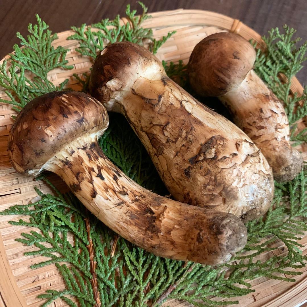 ⑦秀品【岩手県産天然松茸】収穫最終　国産本場　つぼみ採れたて　産地直送　148g