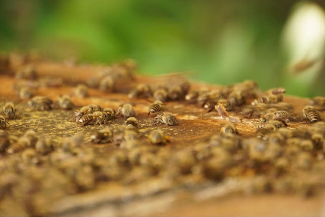 はちみつ　日本蜜蜂のハチミツ　奥山の奥と花粉入り蜂蜜