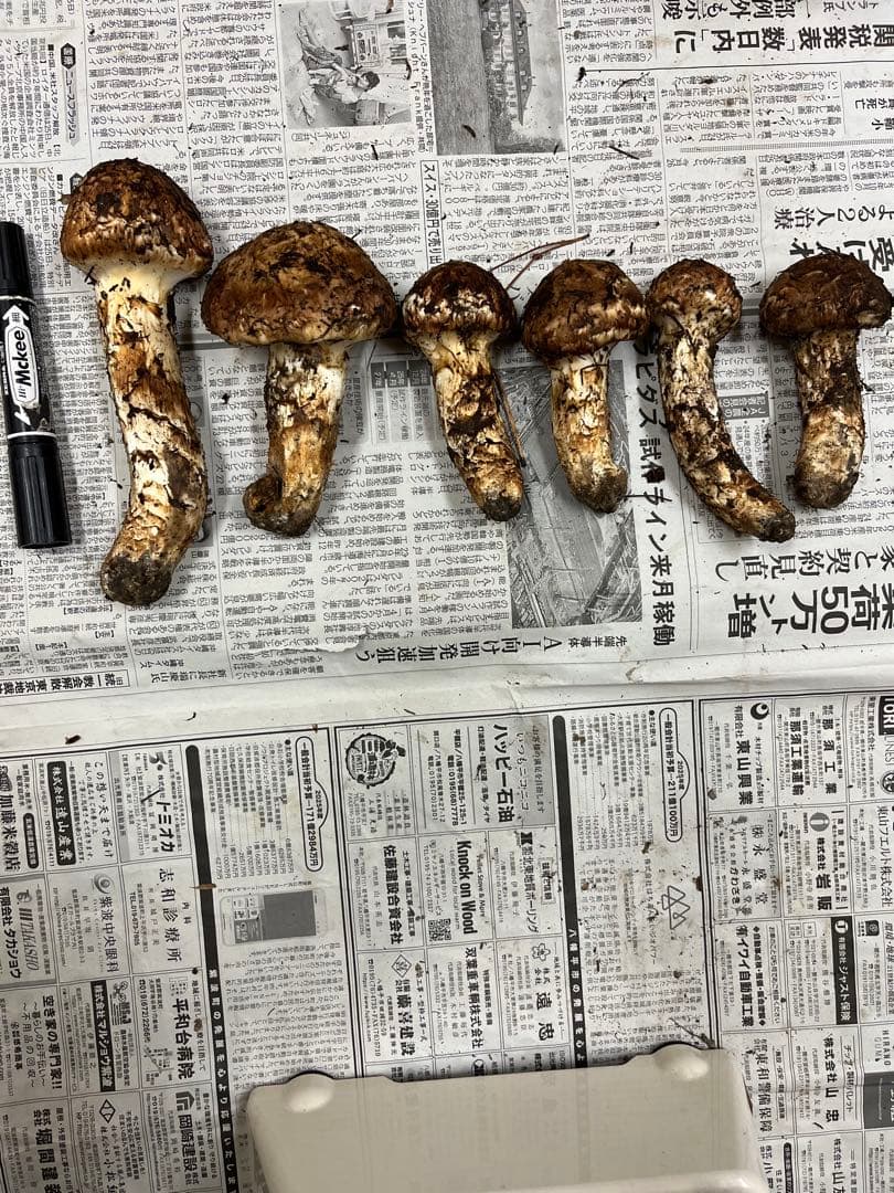岩手県産松茸　良型