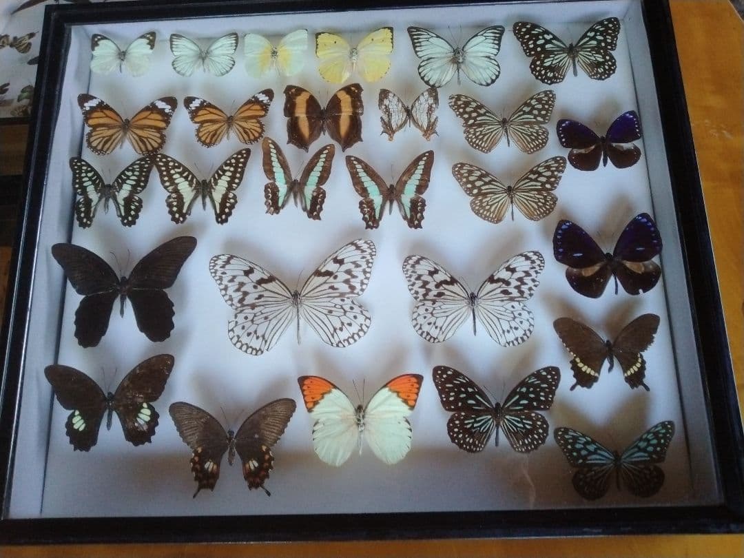 標本蝶 コレクション 沖縄産 3