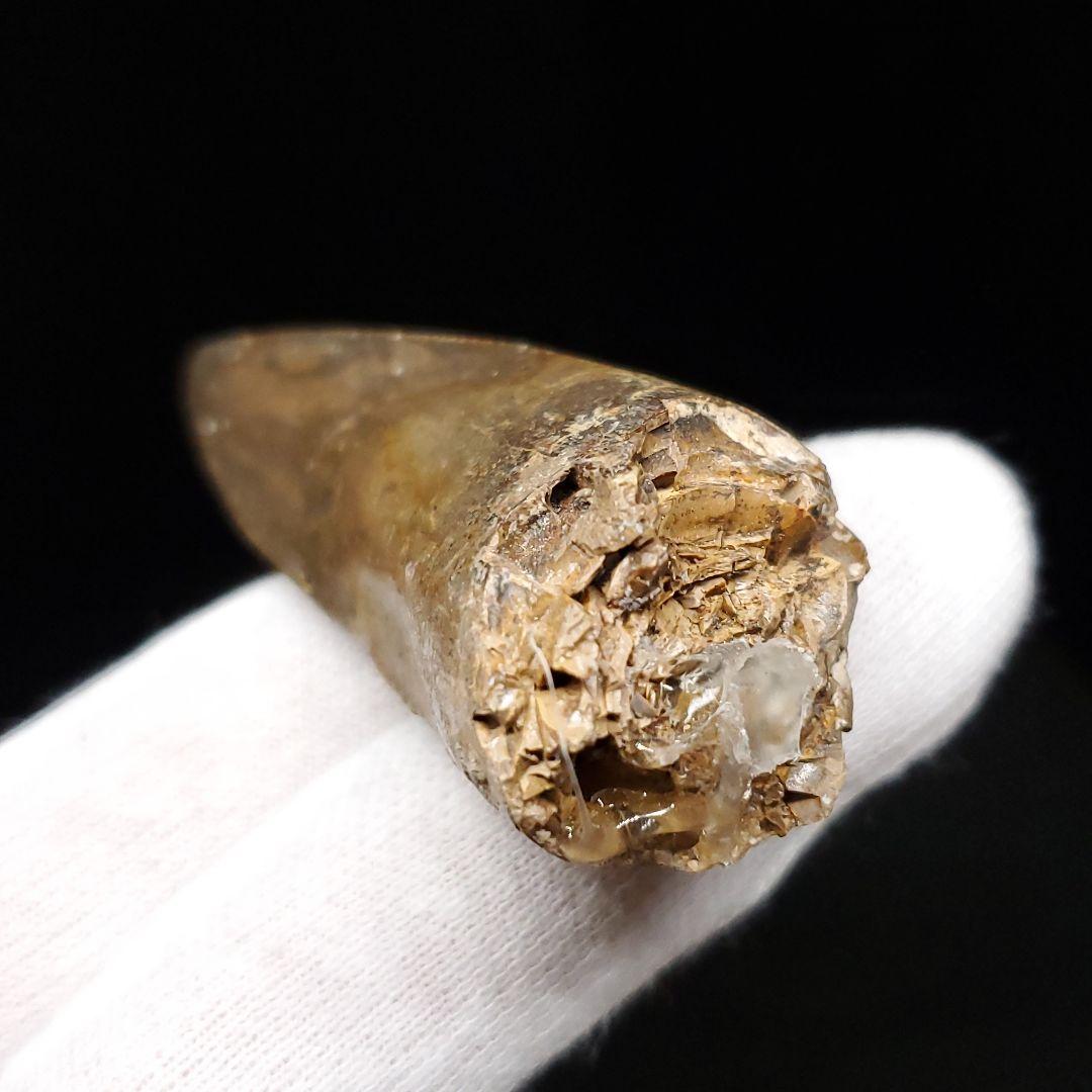 貴重 ラザナンドロンゴベ 歯 化石 マダガスカル産 56.72mm fr107