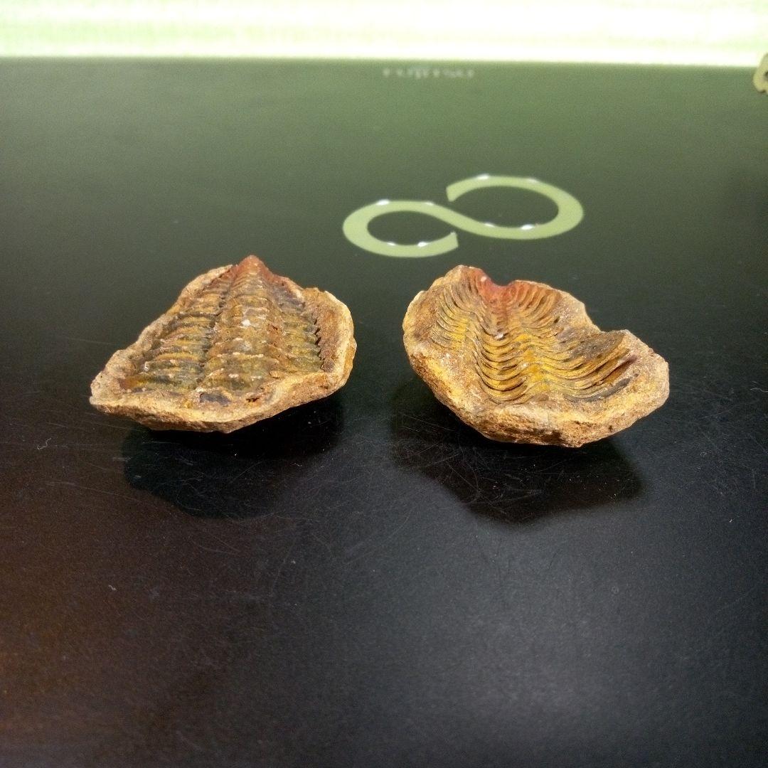 三葉虫　化石　fossil　ボリビア産　trilobite　ノジュール管理⑧