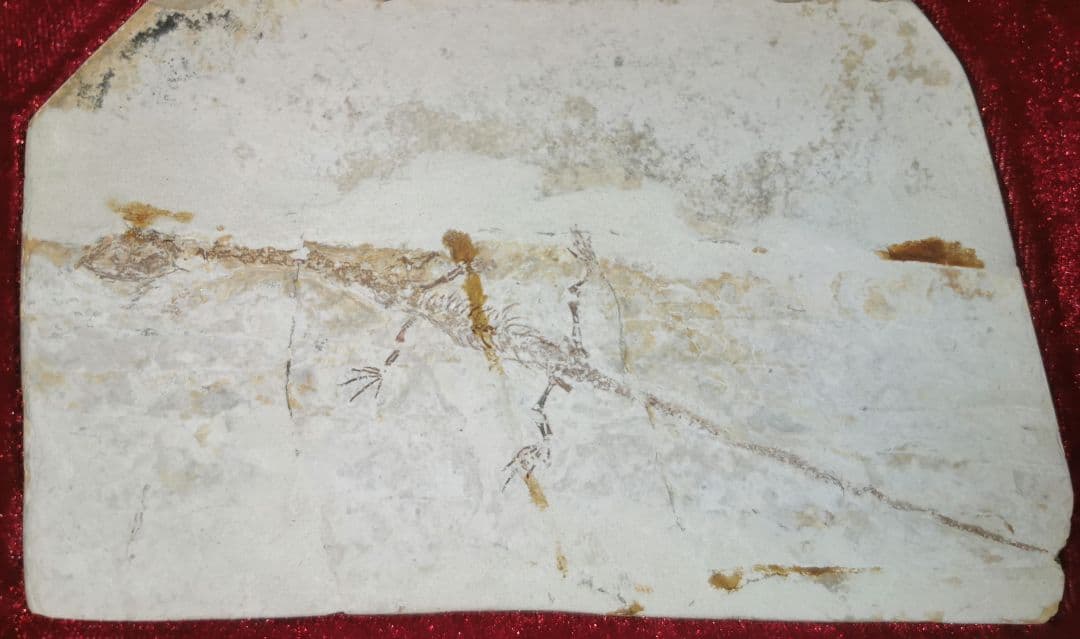 化石　ケイチョウサウルス、ハイファロサウルス　（ヒファロサウルス）3点セット