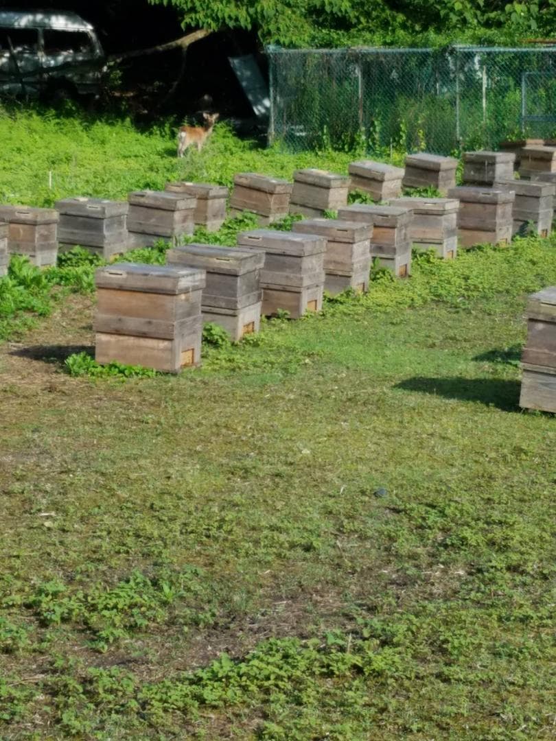 20kg 完熟 生蜂蜜　国産蜂蜜 純粋蜂蜜 無添加　非加熱　一斗缶　新品　新蜜