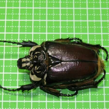 コンゴDR 赤道州 ゴライアスハナムグリ メス 53mm