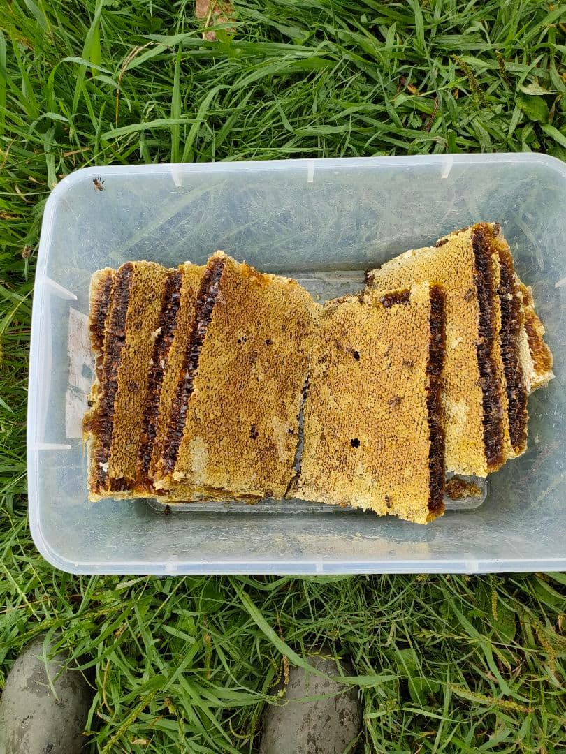 riviera808　日本ミツバチの巣蜜