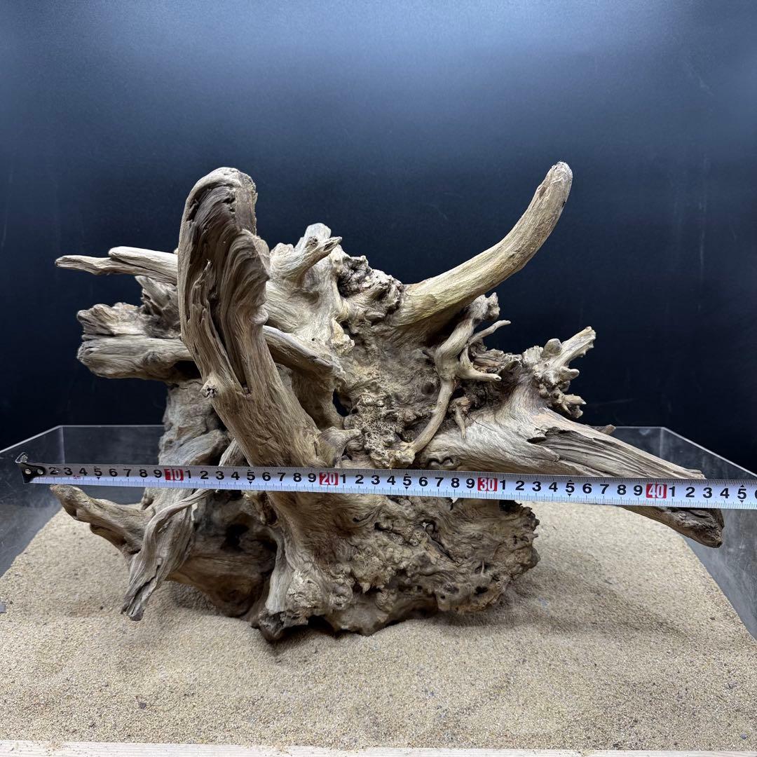 MJW-7216 「特大」ジンジャーウッド　1点物　天然流木 アクアリウム