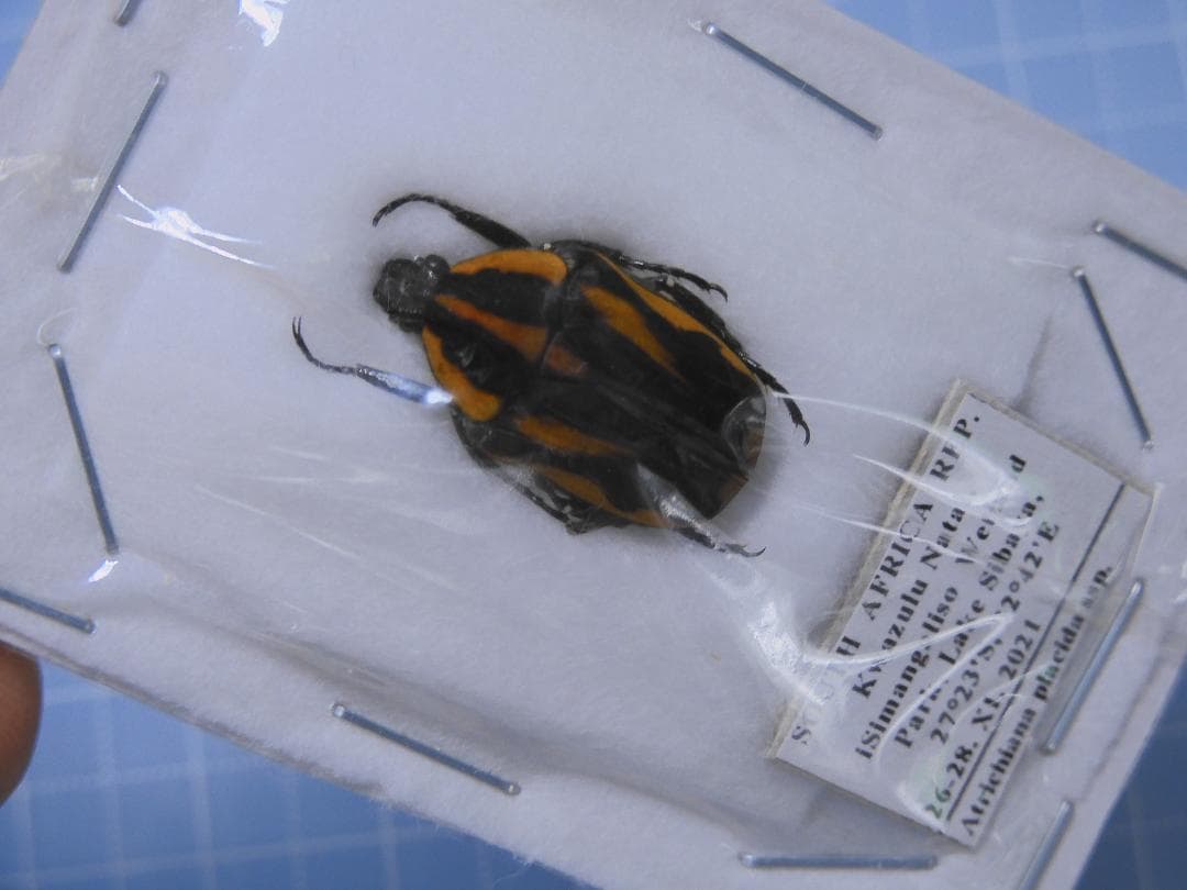 標本 RSA Atrichiana placida 18mm