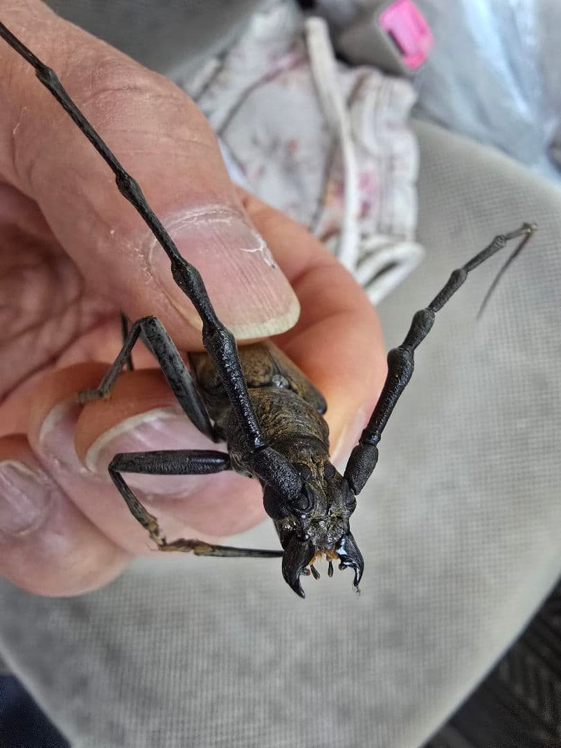 ライトトラップシステム200V 400W 水銀灯