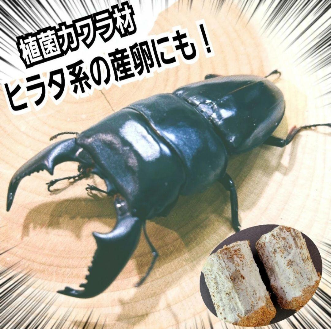 ４本セット！最強のクワガタ産卵木　特大サイズで爆産！植菌カワラ材　加水不用