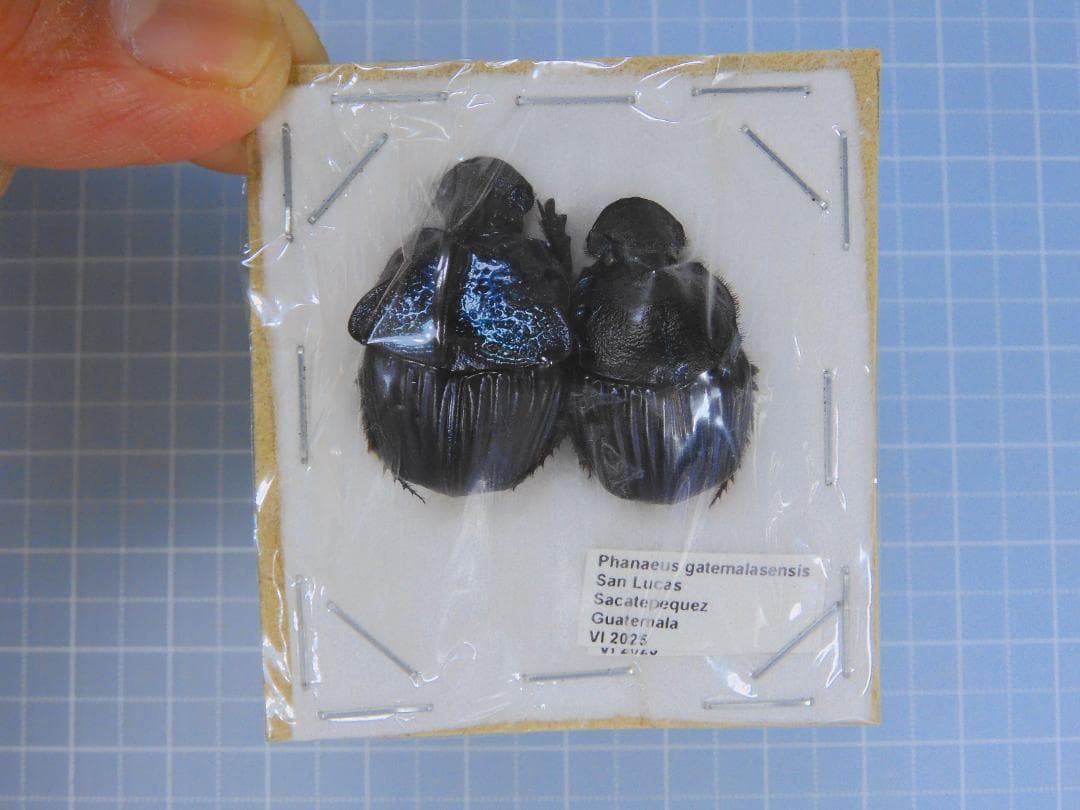 標本 Phanaeus gatemalaensis 23-26mm