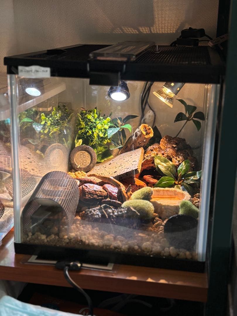 ※ひよこきんぎょ/クリップスタンド×2 マイクロサン28wマイクロUV