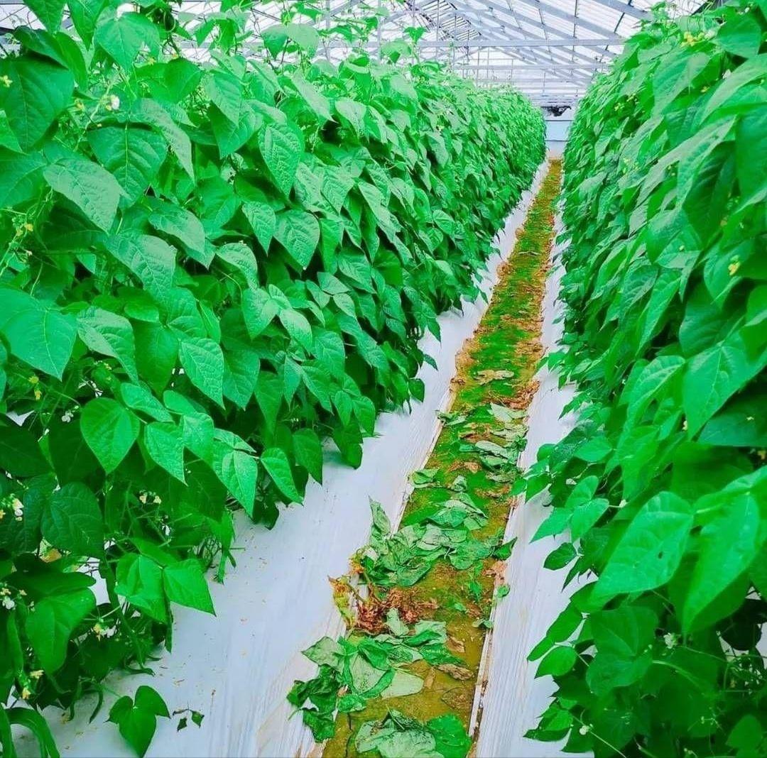 ジャンボいんげんAB品込み10㌔低農薬