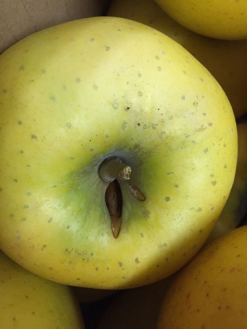 【訳あり】葉とらずりんご シナノゴールド20kg×4箱