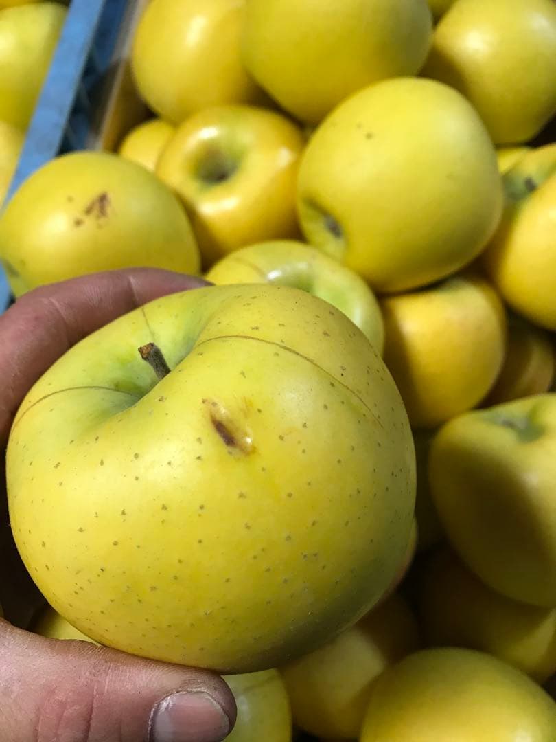 【訳あり】葉とらずりんご シナノゴールド20kg×4箱