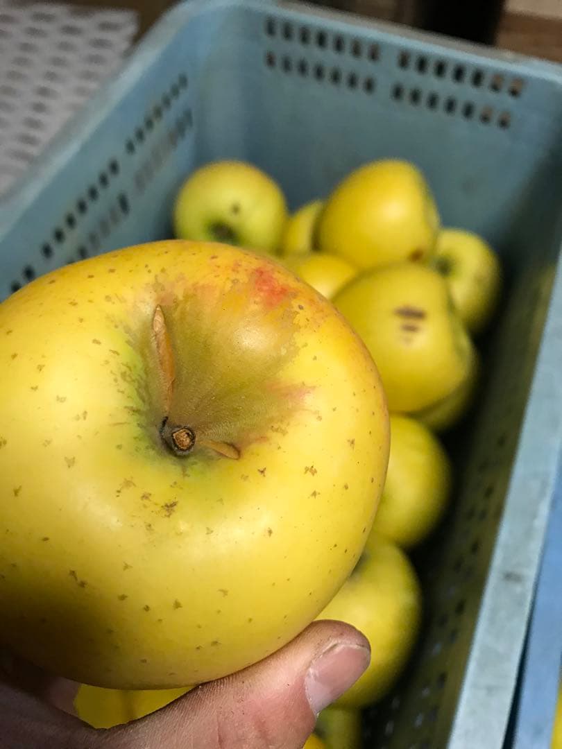 【訳あり】葉とらずりんご シナノゴールド20kg×4箱