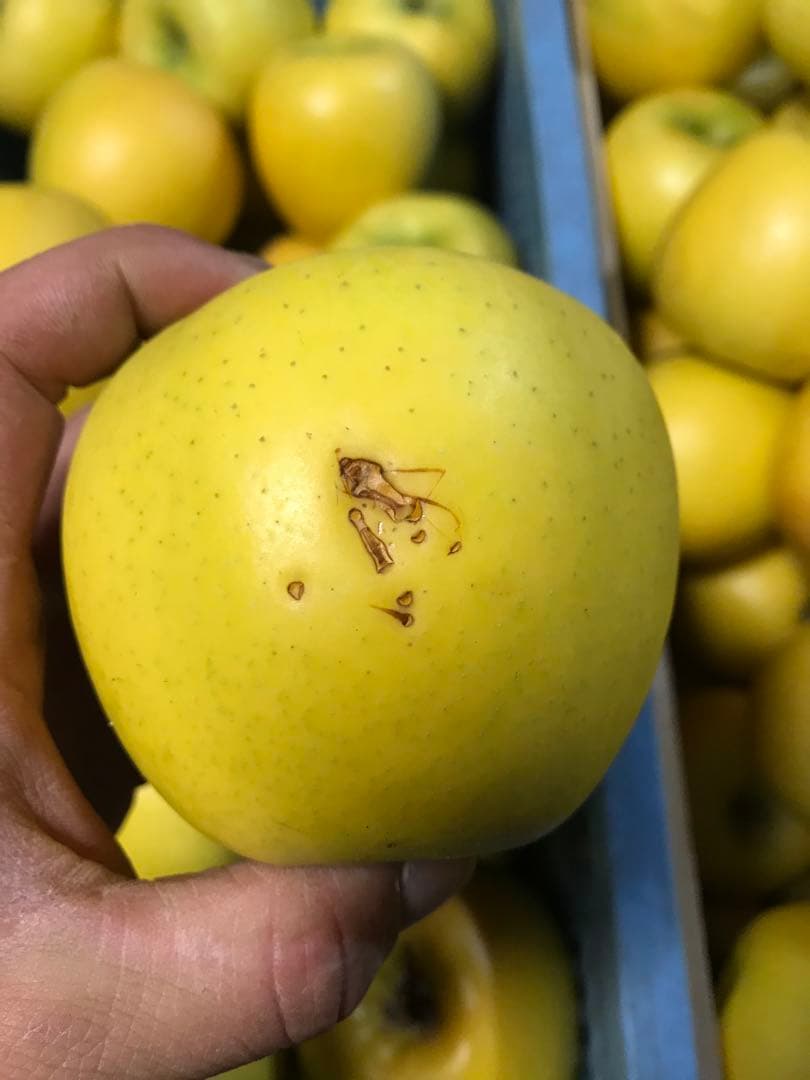 【訳あり】葉とらずりんご シナノゴールド20kg×4箱