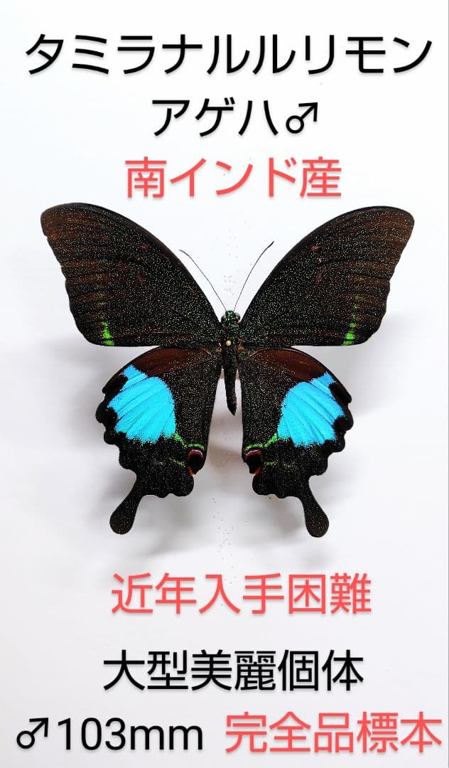 【★専用palpal様★】タミラナルルリモンアゲハ♂標本★南インド産♂103mm