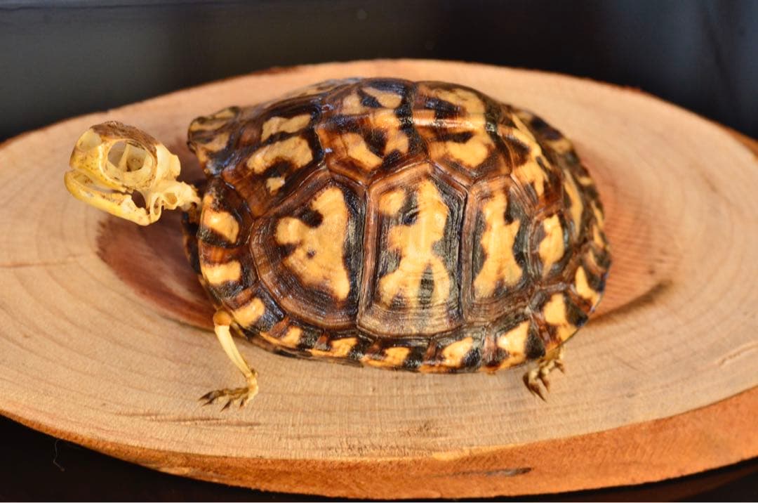 トウブハコガメ骨格標本　剥製　爬虫類