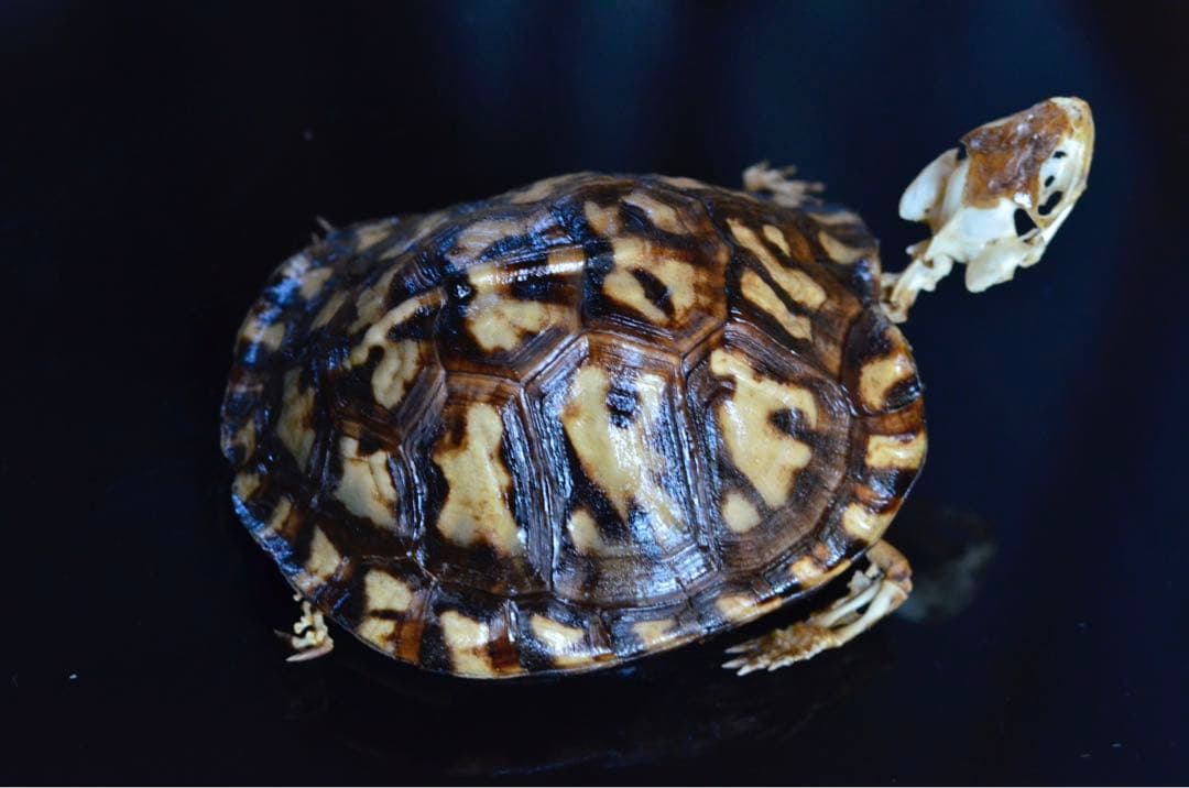 トウブハコガメ骨格標本　剥製　爬虫類