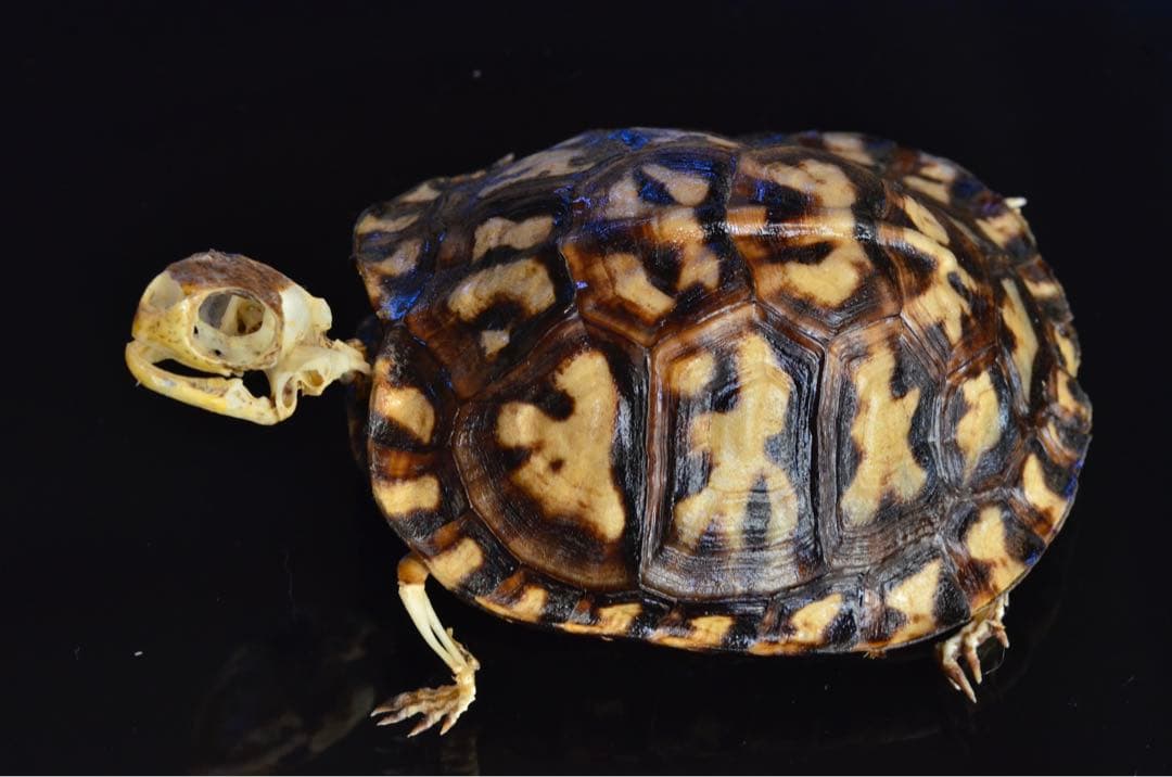 トウブハコガメ骨格標本　剥製　爬虫類